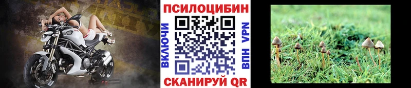 Купить  Кировск  Галлюциногенные грибы Psilocybine cubensis 